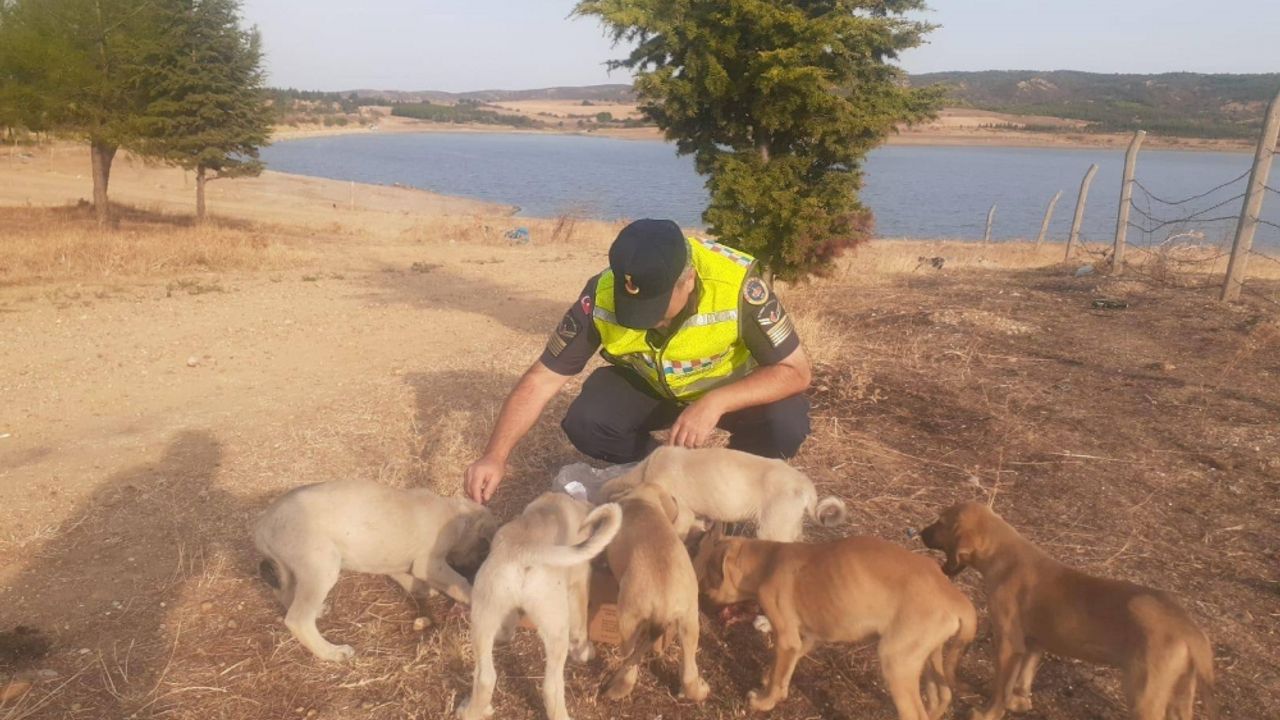 Edirne'de gölet yakınında yavru köpekler bulundu