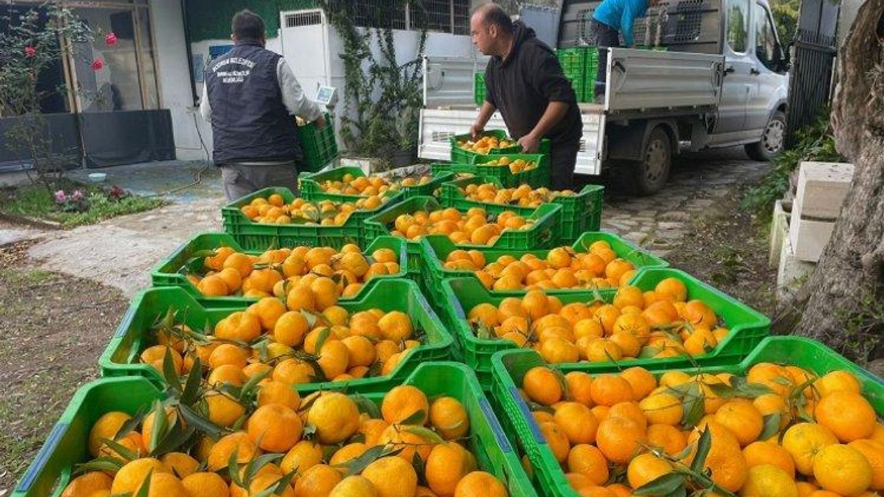 Muğla'da üreticiden mandalin alımı devam ediyor