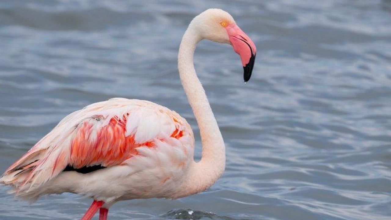 Onlarca flamingoya ev sahipliği yapıyor