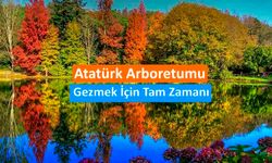 Atatürk Arboretumu'nu Gezmek İçin Tam Zamanı: Unutulmaz Bir Doğa Deneyimi