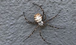 Tekirdağ'da görülen dev örümcek korkuttu