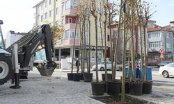 Öztrak Caddesi ağaçlandırılıyor