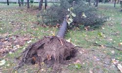 Edirne'de fırtına ağaçları devirdi