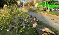 Bakırköy'de sahil yoluna ağaç devrildi