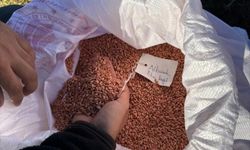 Kırklareli'nde yerli buğday ekimi yapıldı