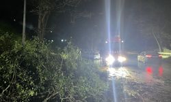 Şiddetli rüzgar nedeniyle yola devrilen ağaç ulaşımı aksattı