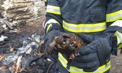 Yangından kurtarılan kaplumbağa doğaya bırakıldı