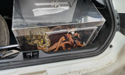 ANTALYA - Otomobilin bagajında piton bulundu