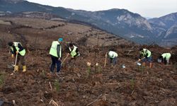 4 ay önce yanan 243 hektar ormanlık alan ağaçlandırılıyor