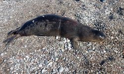 Antalya'da  ölü Akdeniz foku bulundu