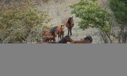 Çanakkale'deki yılkı atları doğayı güzelleştiriyor