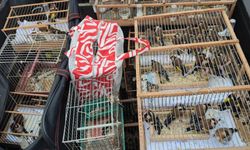Nesli tükenme tehlikesi altındaki kuşların ticaretini yapan 24 şüpheli yakalandı