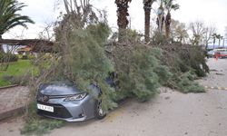 Şiddetli fırtına nedeniyle otomobillerin üzerine ağaç devrildi