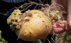 Tarım ve Orman Bakanlığı'ndan patatese özel yönetmelik