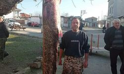 Ağa 2 metrelik balık takıldı