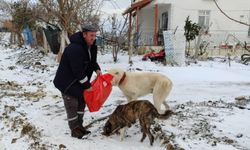 Belediye ekipleri sahipsiz hayvanları besledi