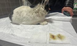 Kedinin midesinde toplanmış tüy yumakları endoskopi cihazıyla alındı