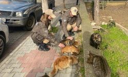 Polis ekipleri sokak hayvanlarını besledi