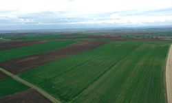 Edirne'de yağışlar buğdayın gelişimine destek oldu