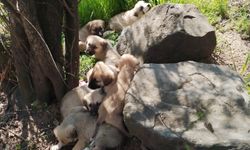 Çuvallar içinde terk edilen 14 köpek yavrusu barınağa alındı