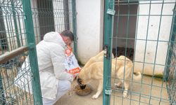 Hayvan hastanesine 4 ton mama bağışı