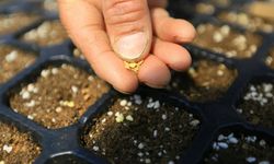 19 milyon yerel tohum dağıtıldı