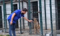 Hayvan hastanesinde 136 sahipsiz hayvan tedavi edildi