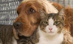 Evcil hayvanlarla evi doldurmak hastalığa neden oluyor