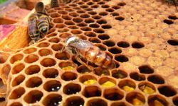 İklim değişikliğinden  bal arıları da etkilendi