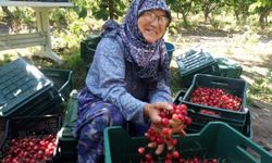 Kiraz Hasat Şenliği gerçekleşiyor