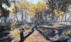 Çanakkale'de çıkan orman yangınına müdahale ediliyor