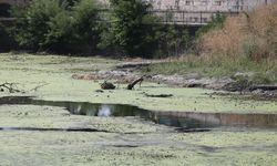 Tunca Nehri'nin bazı bölümlerinde su akışı durdu