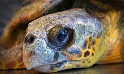 Caretta carettalar tedavi altına alındı