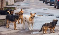 Başıboş sokak köpekleri düzenlemesi Meclis'te kabul edildi