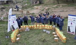 "Dost Hareketi" ile sokak hayvanlarına desteğe devam ediyor