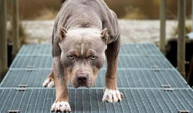 Pitbull saldırılarına bir yenisi eklendi