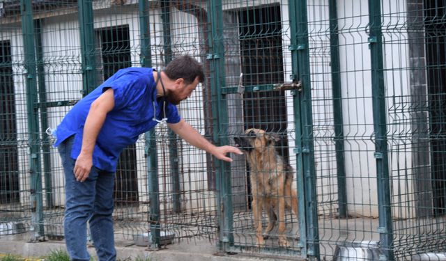 "Kısırlaştırılmamış sokak hayvanı kalmayacak"