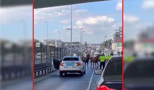 Başıboş atlar, trafiği birbirine kattı