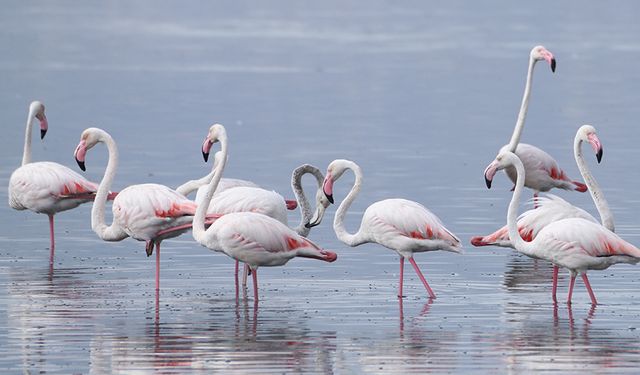 Flamingoların yeni konaklama alanı belli oldu