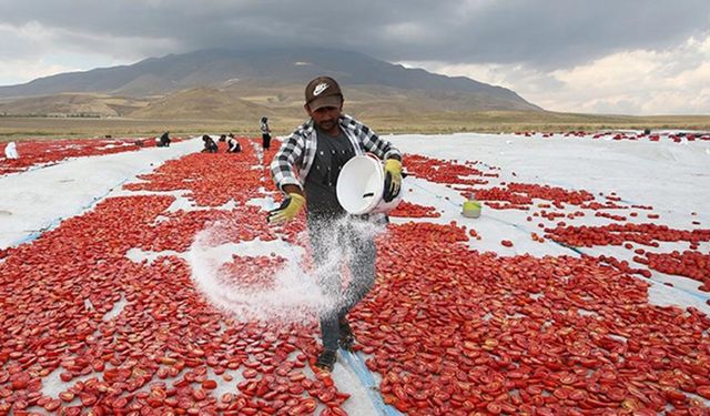 Süphan Dağı'ndan yurdışına uzanan ihracat