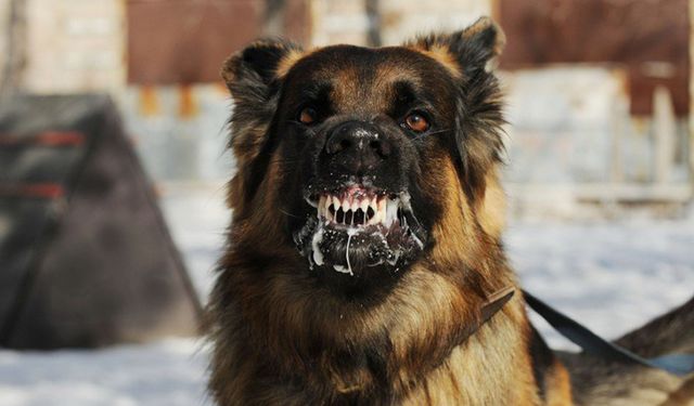 9 yaşındaki çocuğa köpek saldırdı