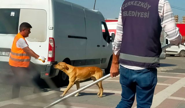 Belediye küpesiz sokak köpeklerini kısırlaştırıyor