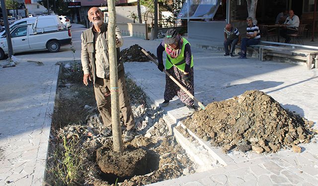 Çerkezköy meşe ağaçlarıyla süsleniyor