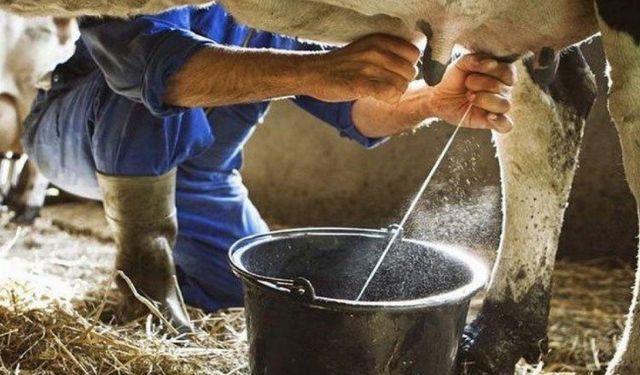 Ticari süt işletmelerince 786 bin 213 ton inek sütü toplandı