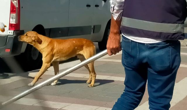 Çerkezköy’de aileler sokak köpeklerinden şikayetçi