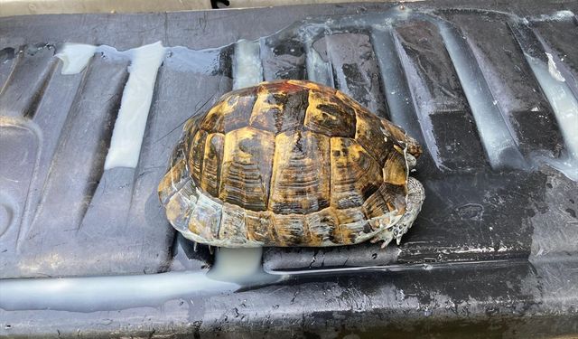 Kaplumbağayı zabıta ekipleri kurtardı