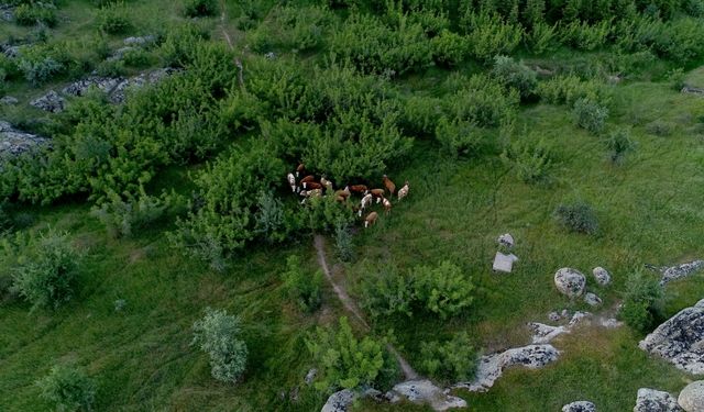 Kaybolan 38 büyükbaş hayvan dronla bulundu
