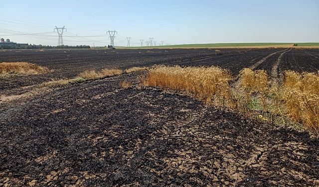30 dekar ekili buğday tarlası yandı