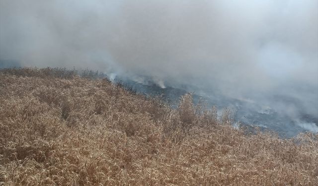 20 dekarlık buğday ekili alan yandı