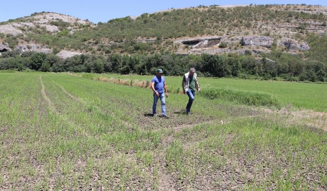 Bayazıt, tarım alanlarında incelemede bulundu